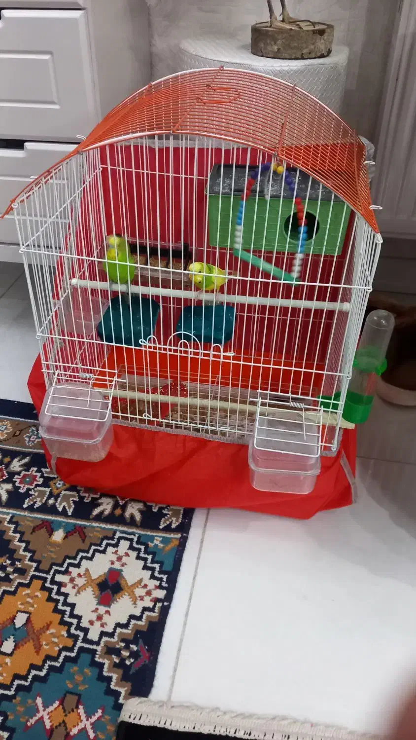 مرغ عشق|پرنده|رباطکریم, نصیرشهر|دیوار