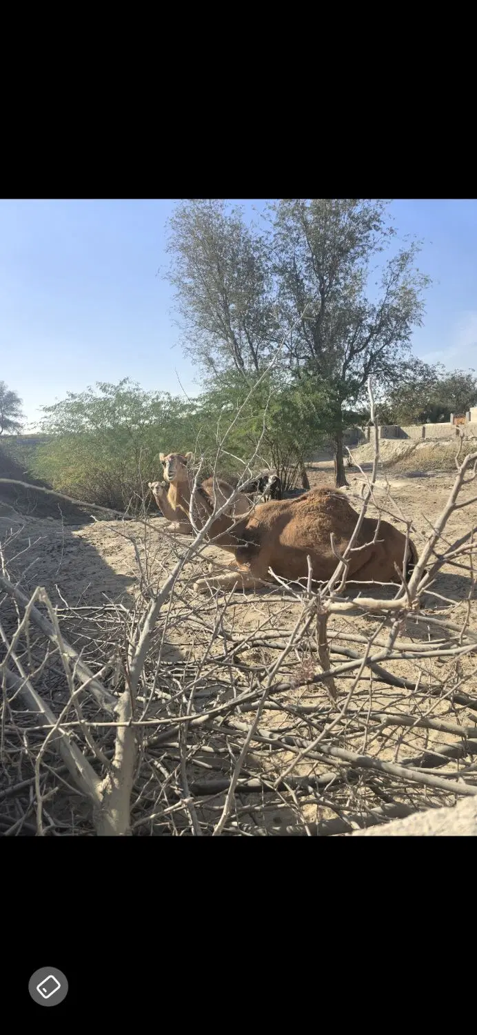 تصویر 4