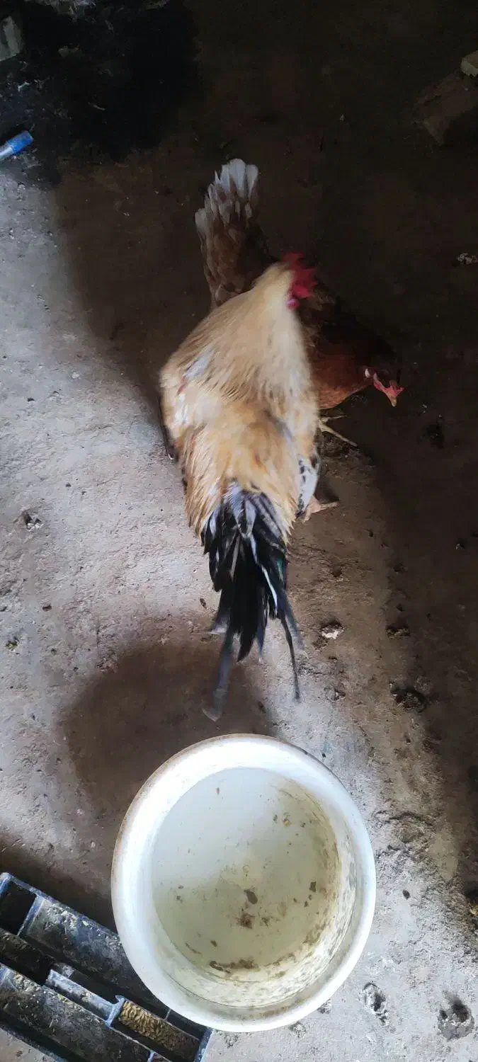 مرغ و خروس|حیوانات مزرعه|قشم, |دیوار