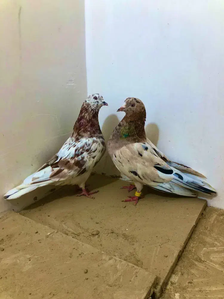 کبوتر سرور|پرنده|نسیم‌شهر, |دیوار