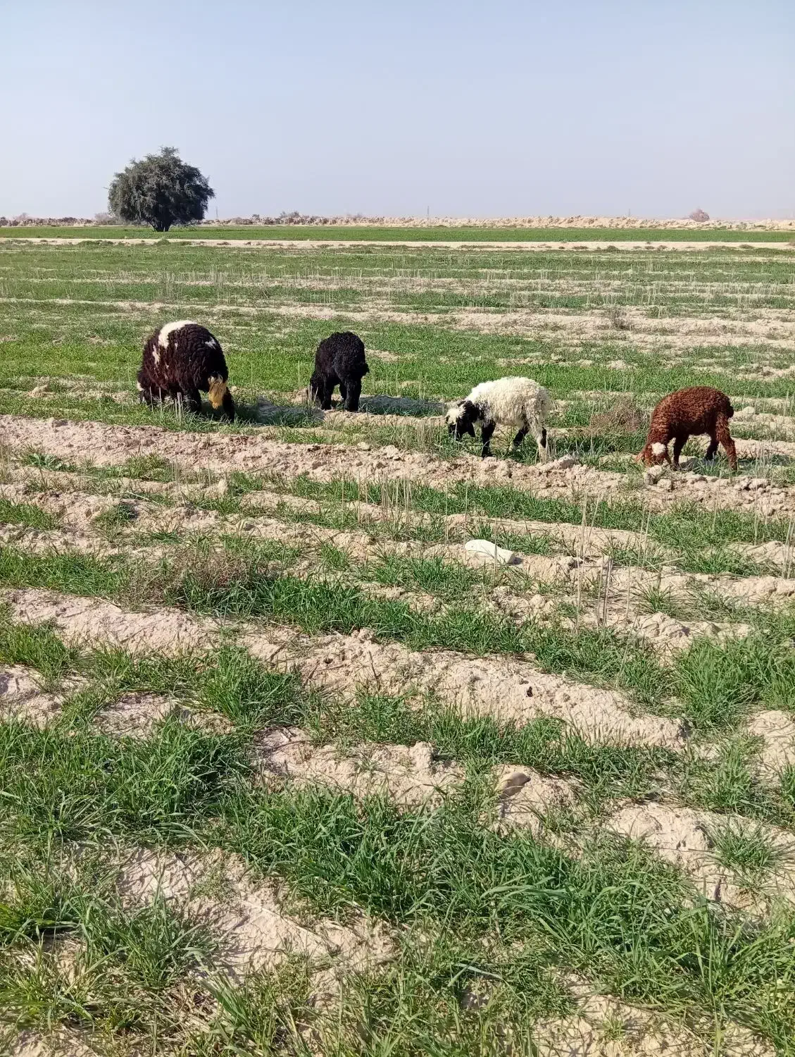 بره|حیوانات مزرعه|امیدیه, |دیوار