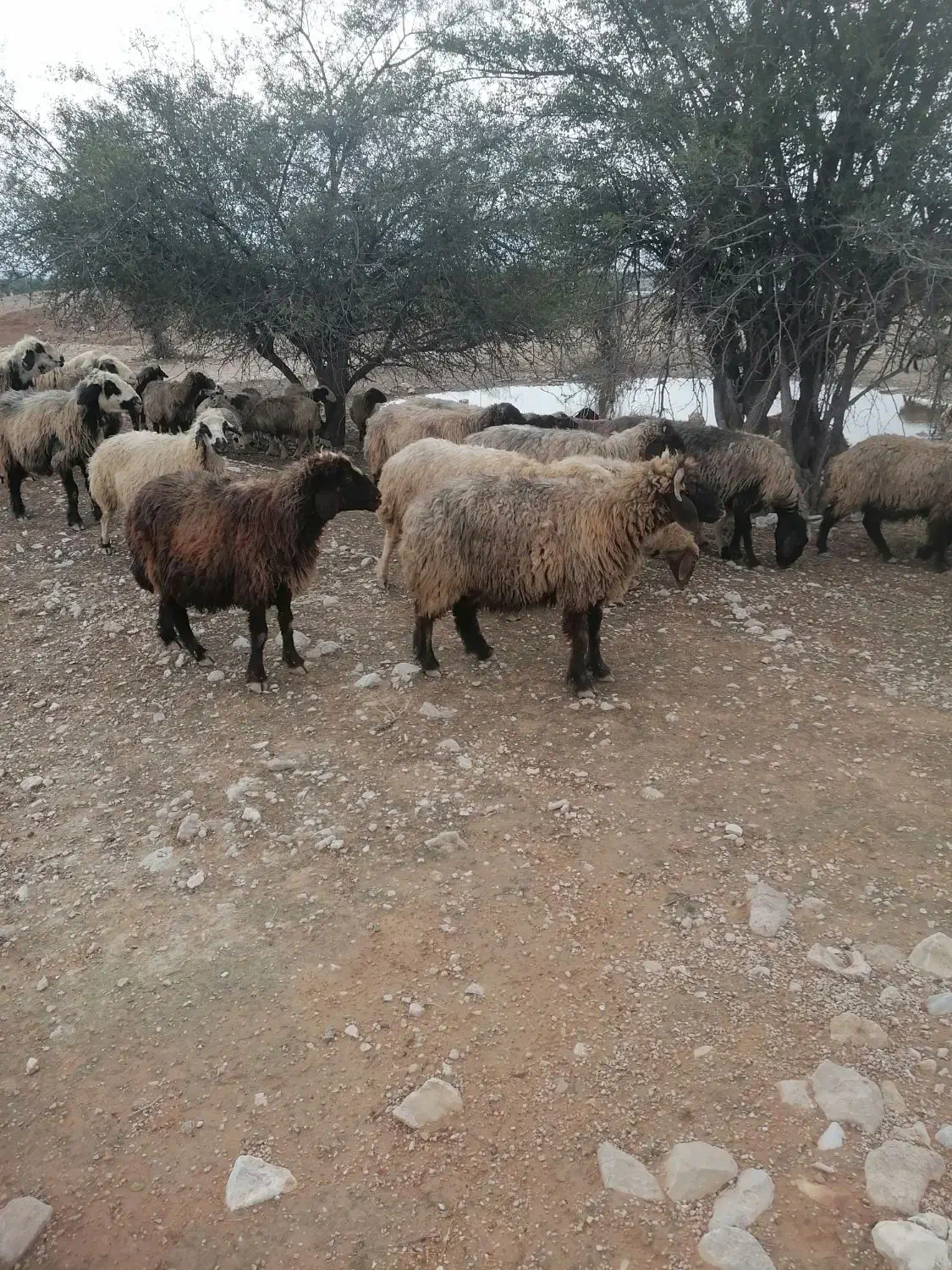 گوسفند|حیوانات مزرعه|فراشبند, |دیوار