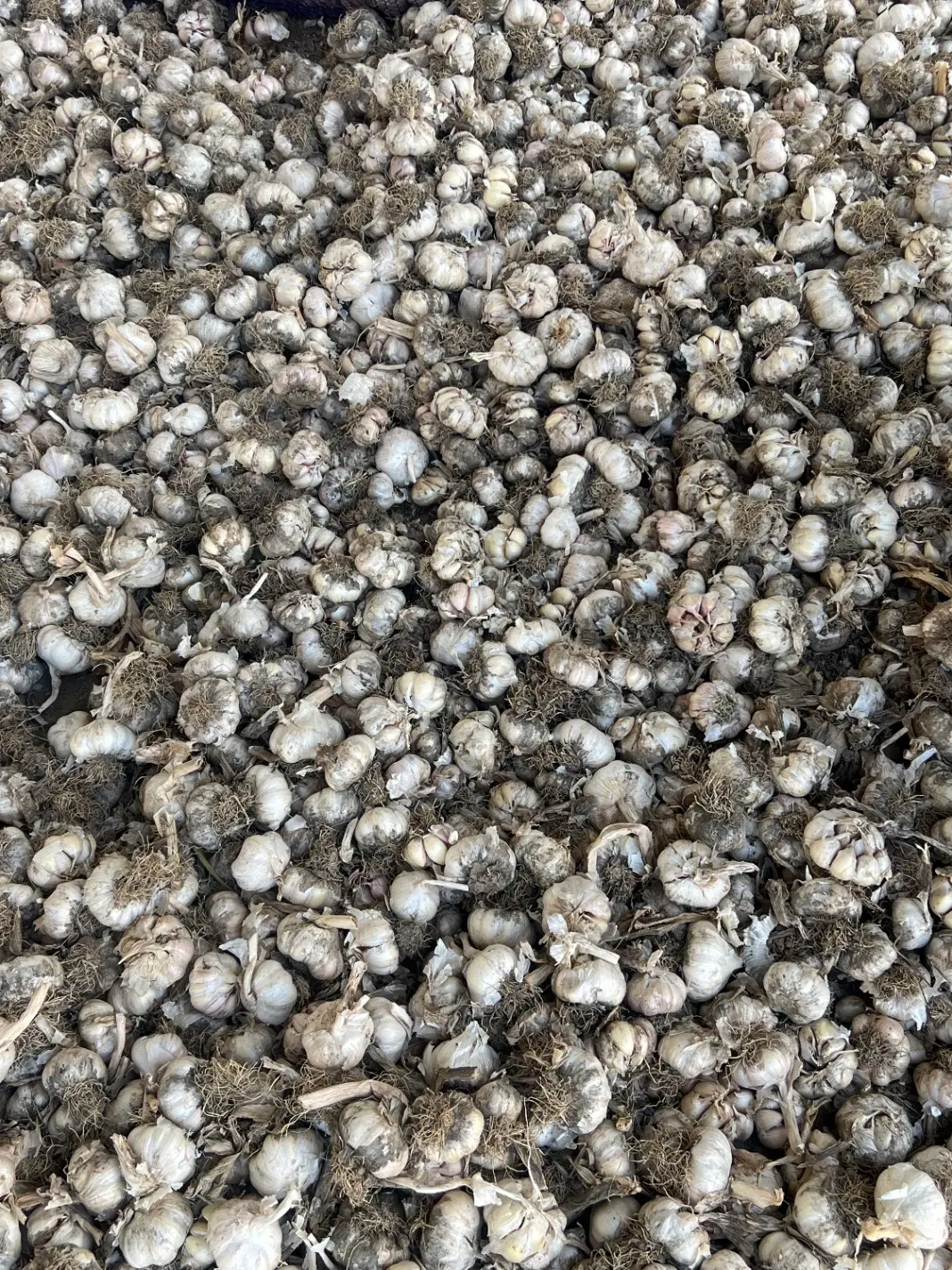 سیر|عمده‌فروشی|پارس‌آباد, |دیوار