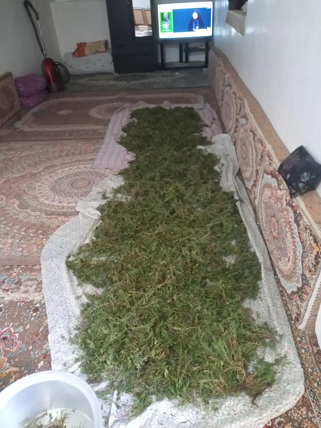 قوچ اتو|گل و گیاه طبیعی|سجاس رود, |دیوار