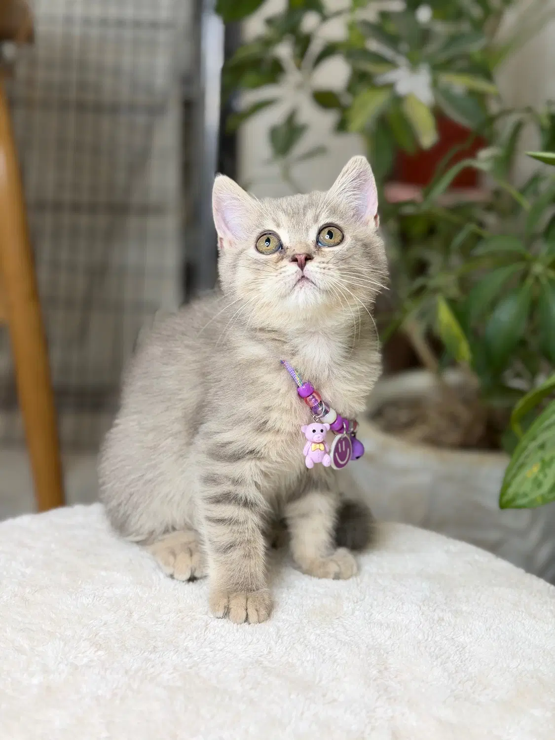 British cat|گربه|اصفهان, جلفا|دیوار