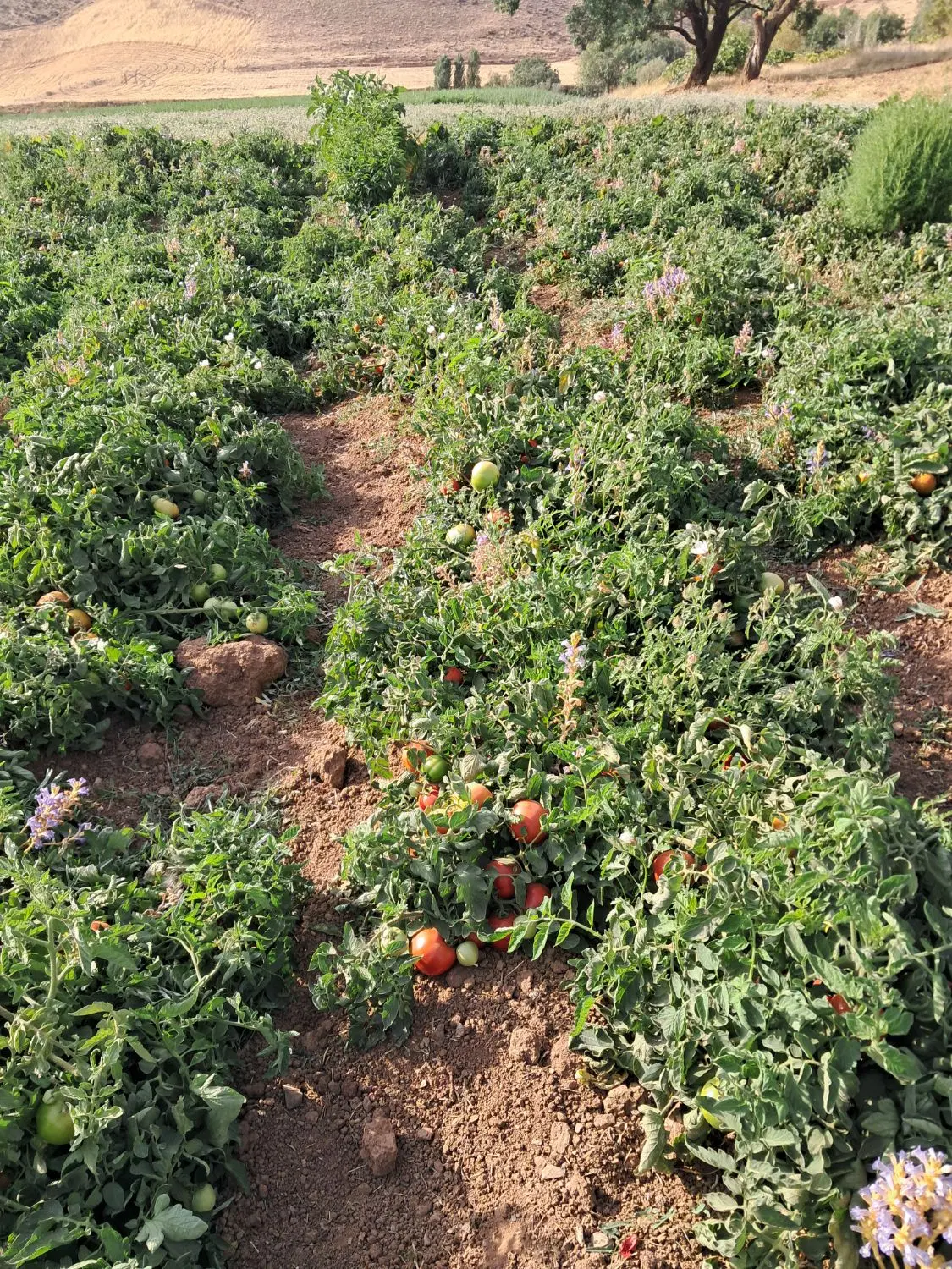 گوجه|خوردنی و آشامیدنی|اسدآباد, |دیوار