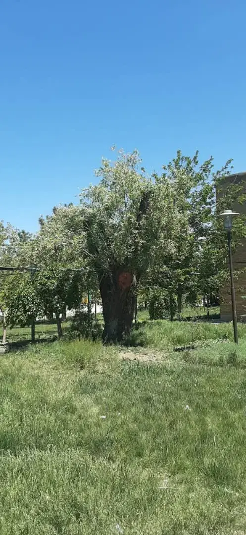 خرید. خریدار چوب|خدمات باغبانی و درختکاری|همدان, |دیوار