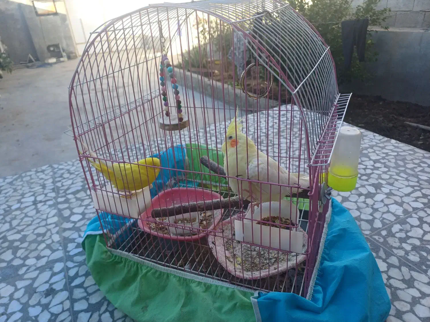 مرغ عشق|پرنده|لنده, |دیوار