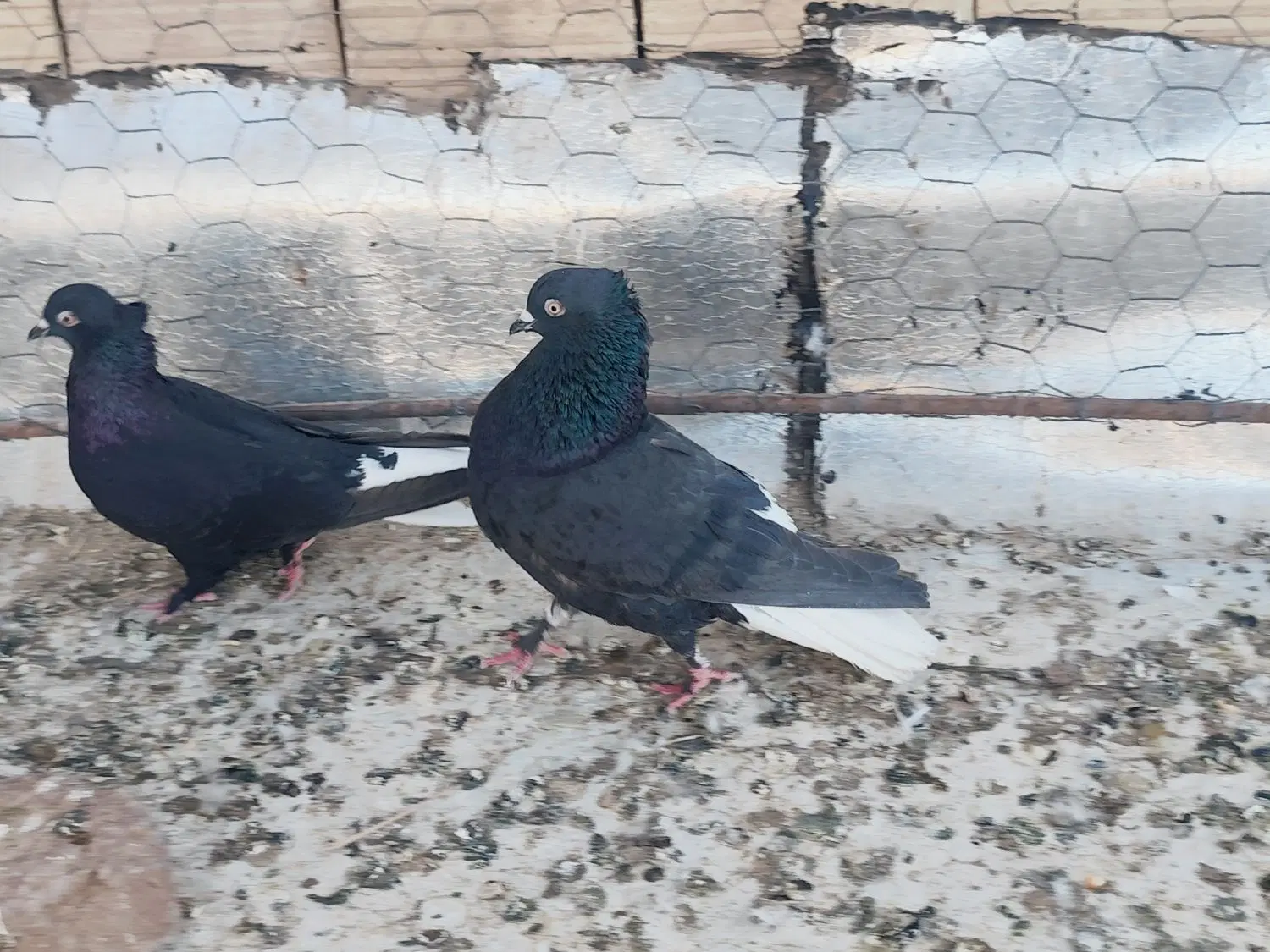 کفتر|پرنده|بم, |دیوار