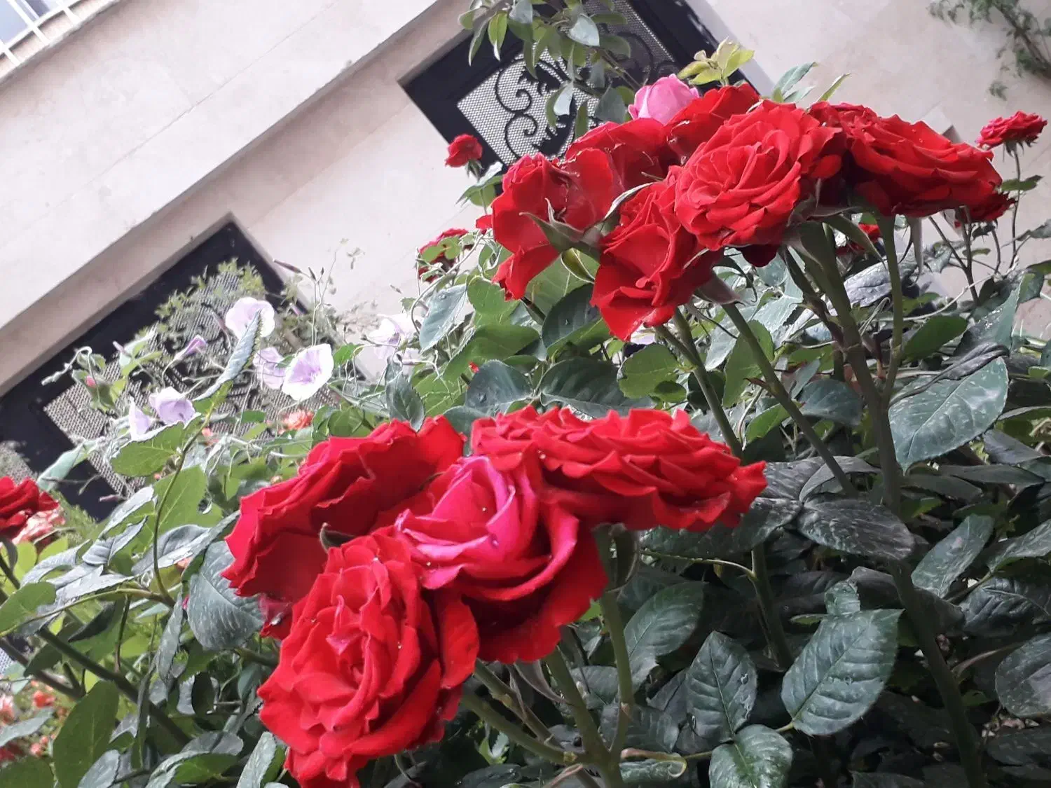 اجاره آپارتمان 185 متری طبقه اول|اجارهٔ آپارتمان|قزوین, |دیوار