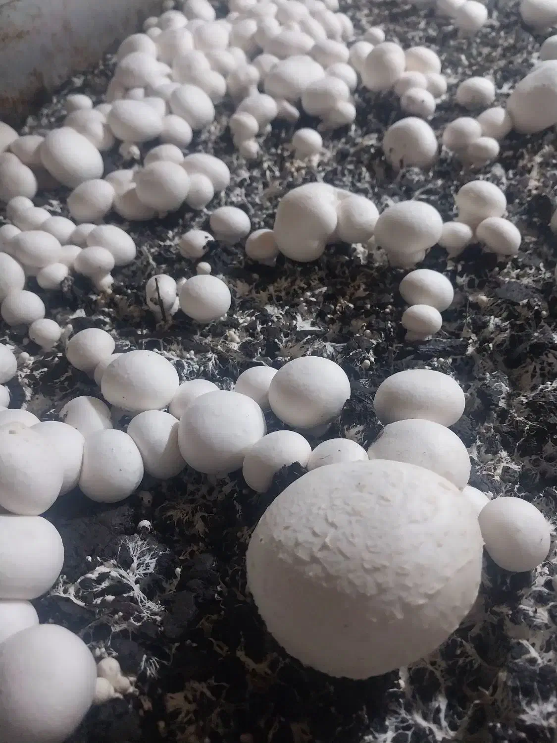 قارچ|خوردنی و آشامیدنی|اصفهان, گورت|دیوار