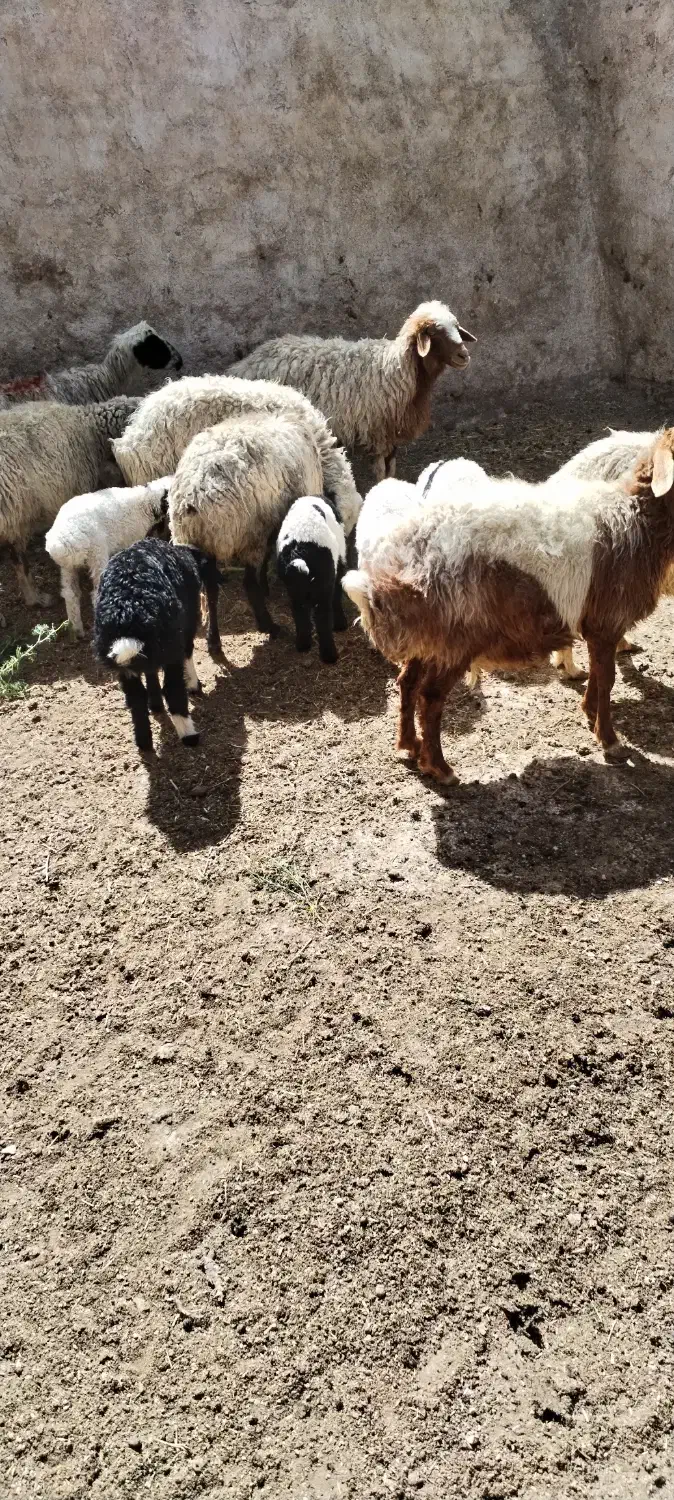 میش|حیوانات مزرعه|اقلید, |دیوار