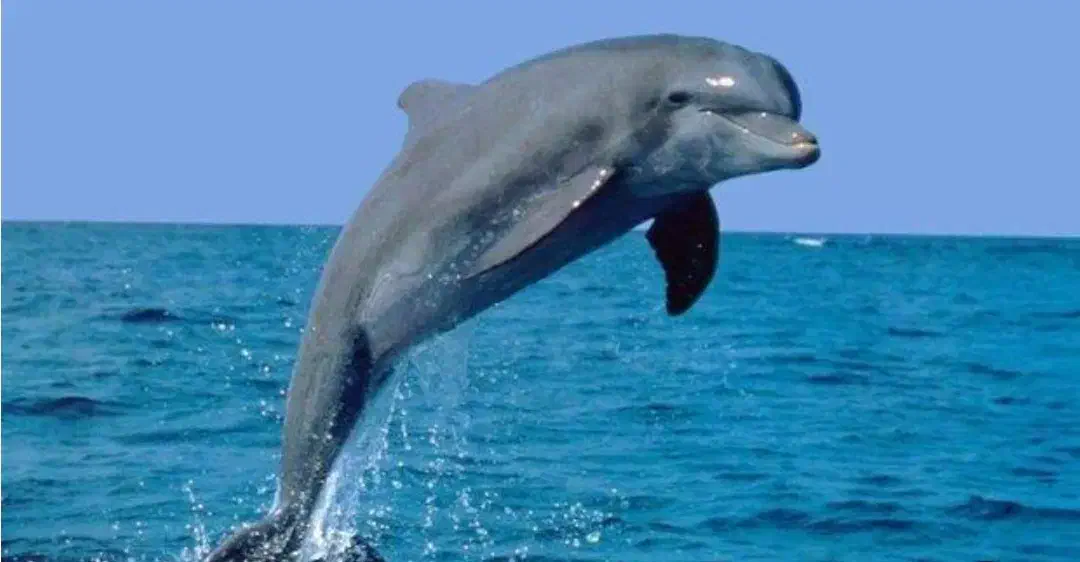 گردشگری|تور و چارتر|نجف‌آباد, منتظری شمالی|دیوار