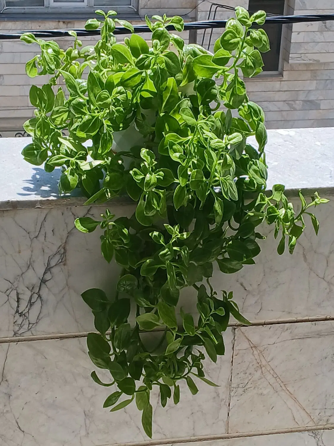 گل ناز یخی|گل و گیاه طبیعی|اردبیل, |دیوار