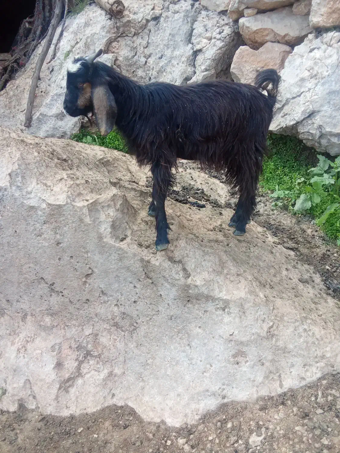 بیگ|حیوانات مزرعه|ایذه, |دیوار