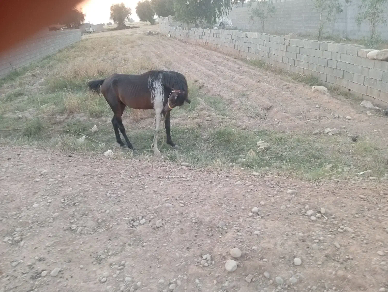 اسب|اسب و تجهیزات اسب‌سواری|گتوند, |دیوار