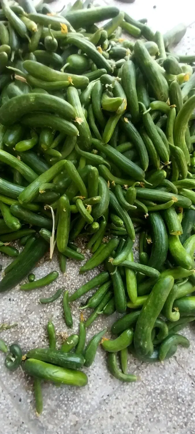 خیار|خوردنی و آشامیدنی|شیروان (خراسان), |دیوار
