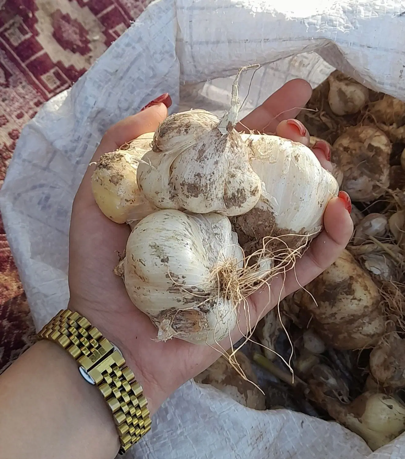 موسیر|خوردنی و آشامیدنی|مشهد, کوشش|دیوار