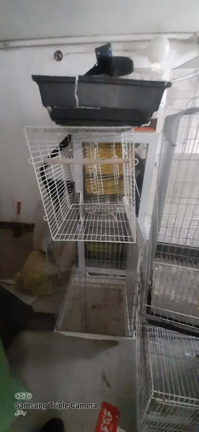 قفس کاسکویی فوق ضخیم|لوازم جانبی حیوانات|مشهد, ابوذر|دیوار