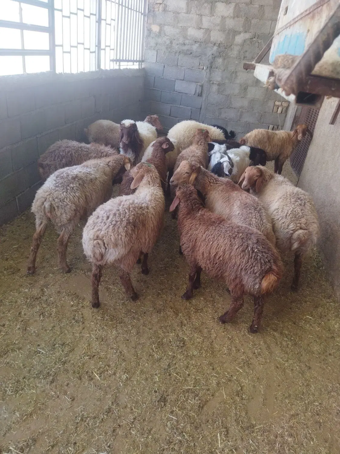 بره|حیوانات مزرعه|خرمآباد, |دیوار