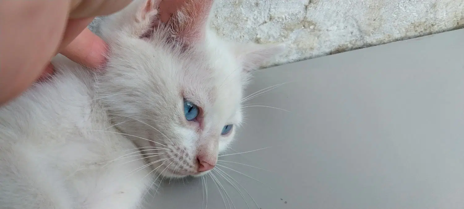 گربه|گربه|طارم (زنجان), |دیوار