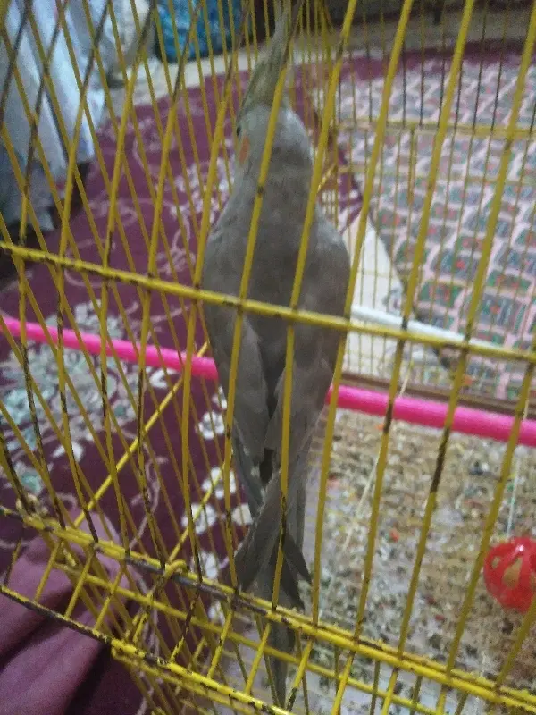 دیوار|پرنده|شهرآباد, |دیوار