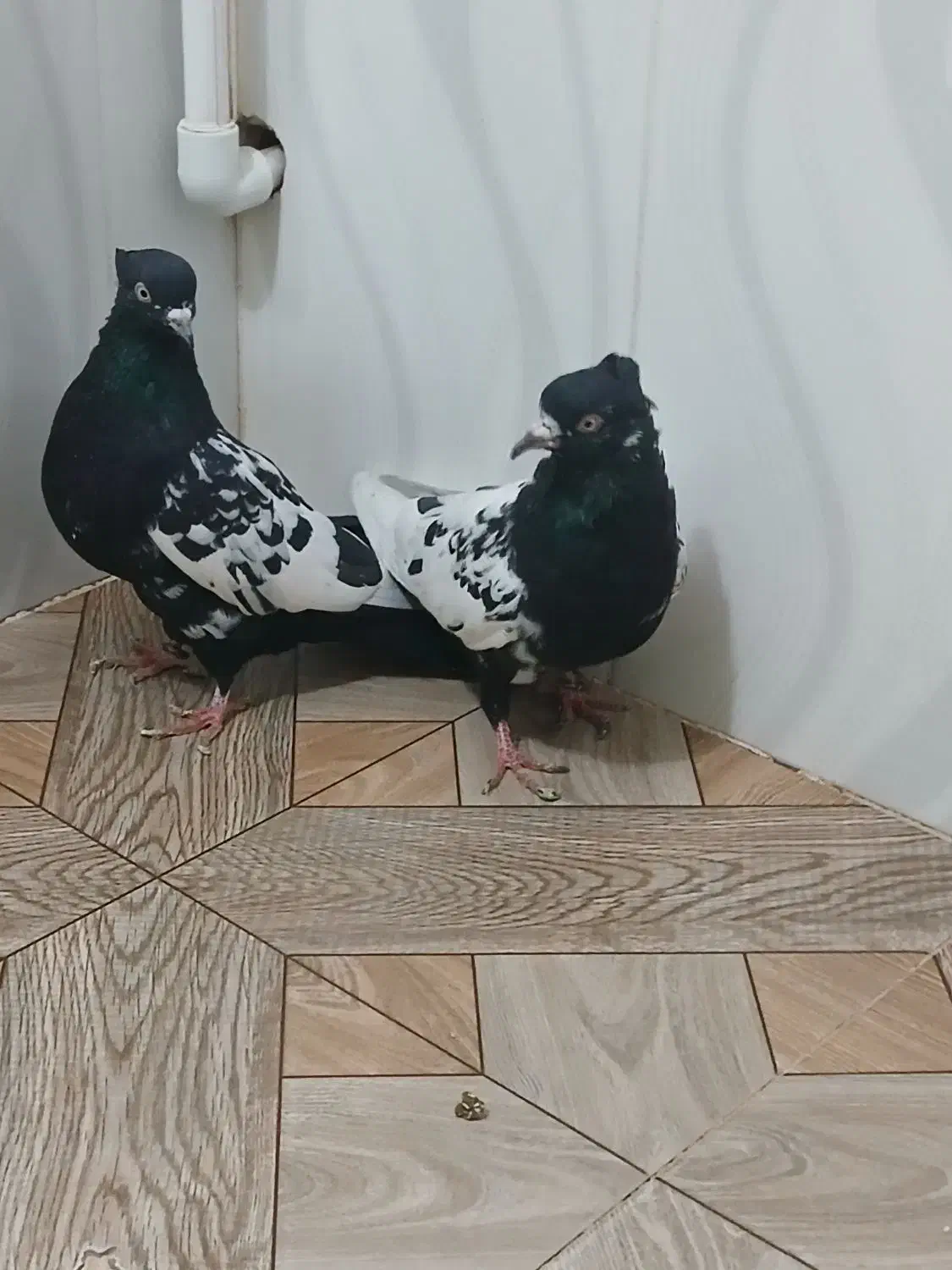 سینه|پرنده|اسفراین, |دیوار