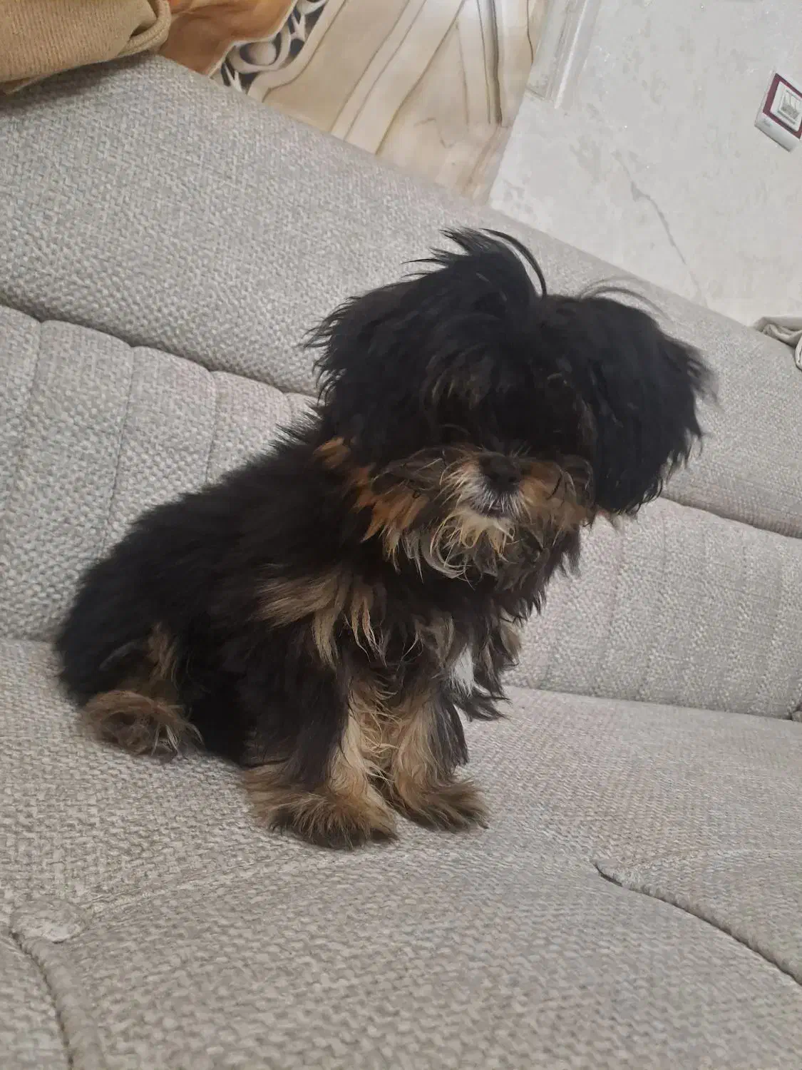 پت مالتیز|سگ|صباشهر, |دیوار