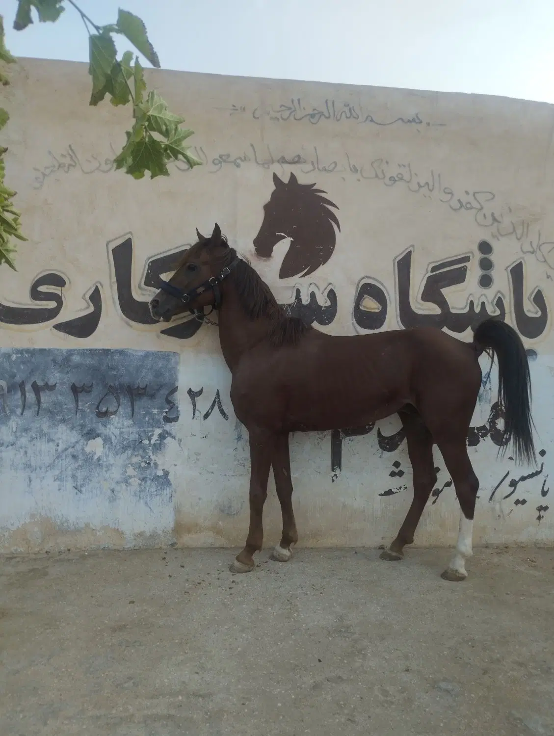 اسب|اسب و تجهیزات اسب‌سواری|یزد, |دیوار