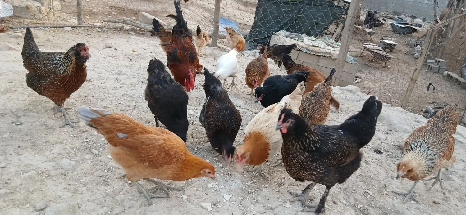 ۱۳۰۰۰۰۰۰|حیوانات مزرعه|کازرون, |دیوار