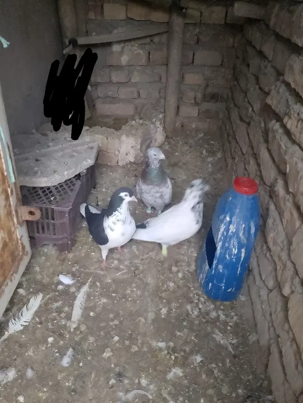 کفتر|پرنده|نیشابور, مازول|دیوار