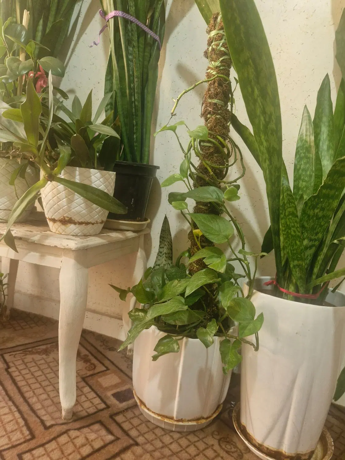 گل طبیعی|گل و گیاه طبیعی|فولادشهر, B2|دیوار