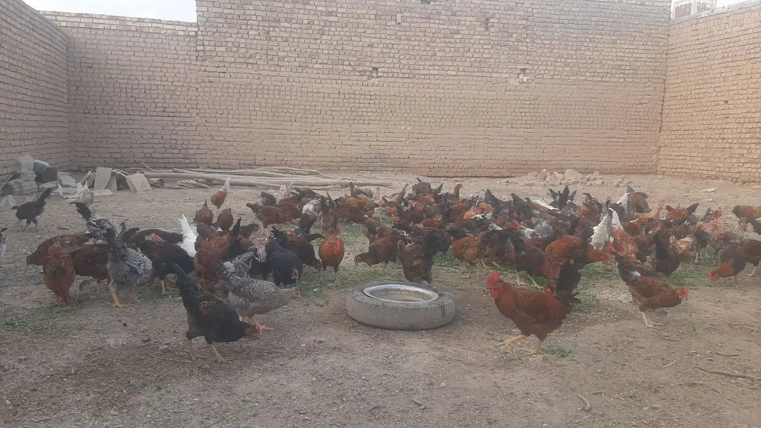 خروس|حیوانات مزرعه|ساوه, |دیوار