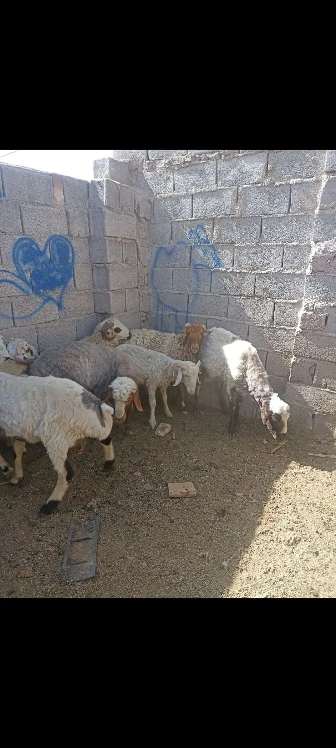 بره|حیوانات مزرعه|گلزار, |دیوار