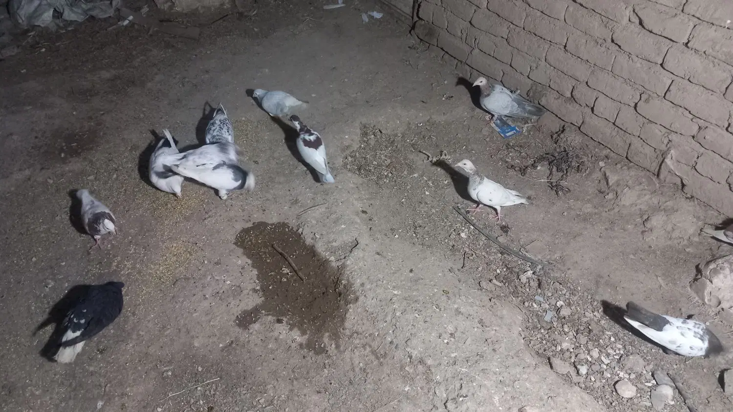 کبوتر|پرنده|نیشابور, قلعه نو|دیوار