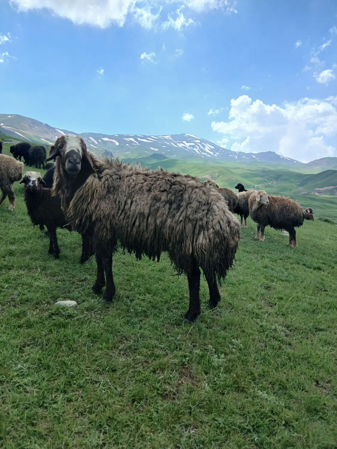 قوچ|حیوانات مزرعه|نیر (اردبیل), |دیوار