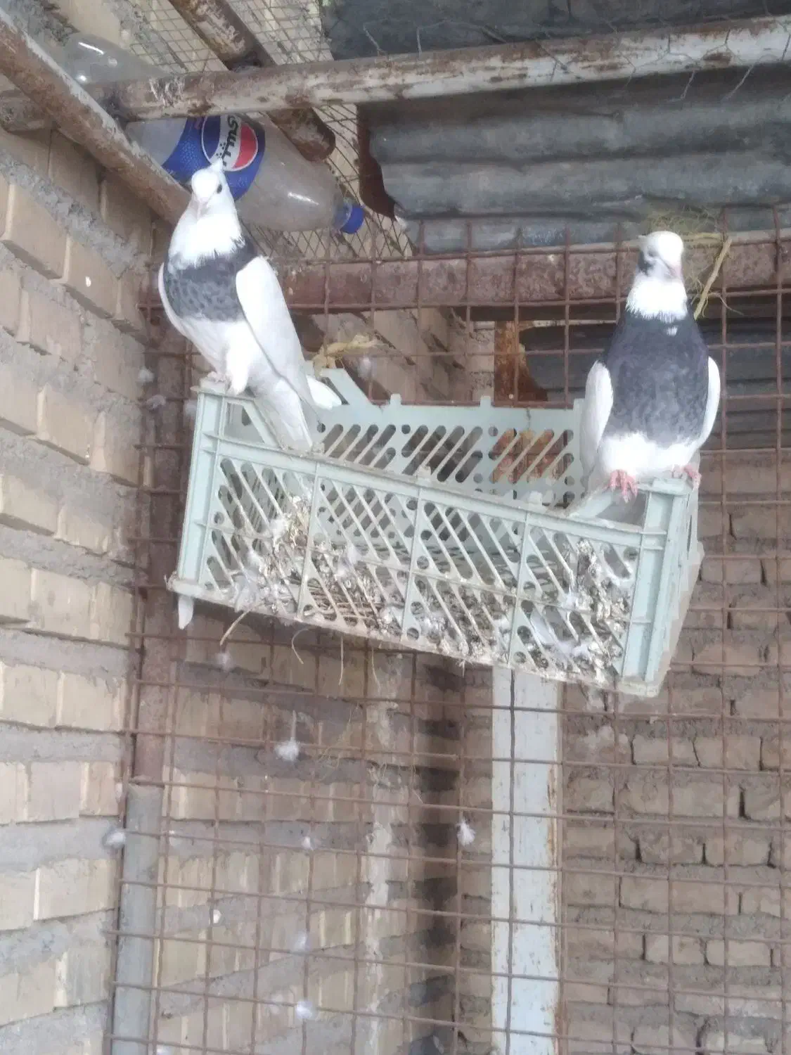 کبوتر|پرنده|دزفول, |دیوار