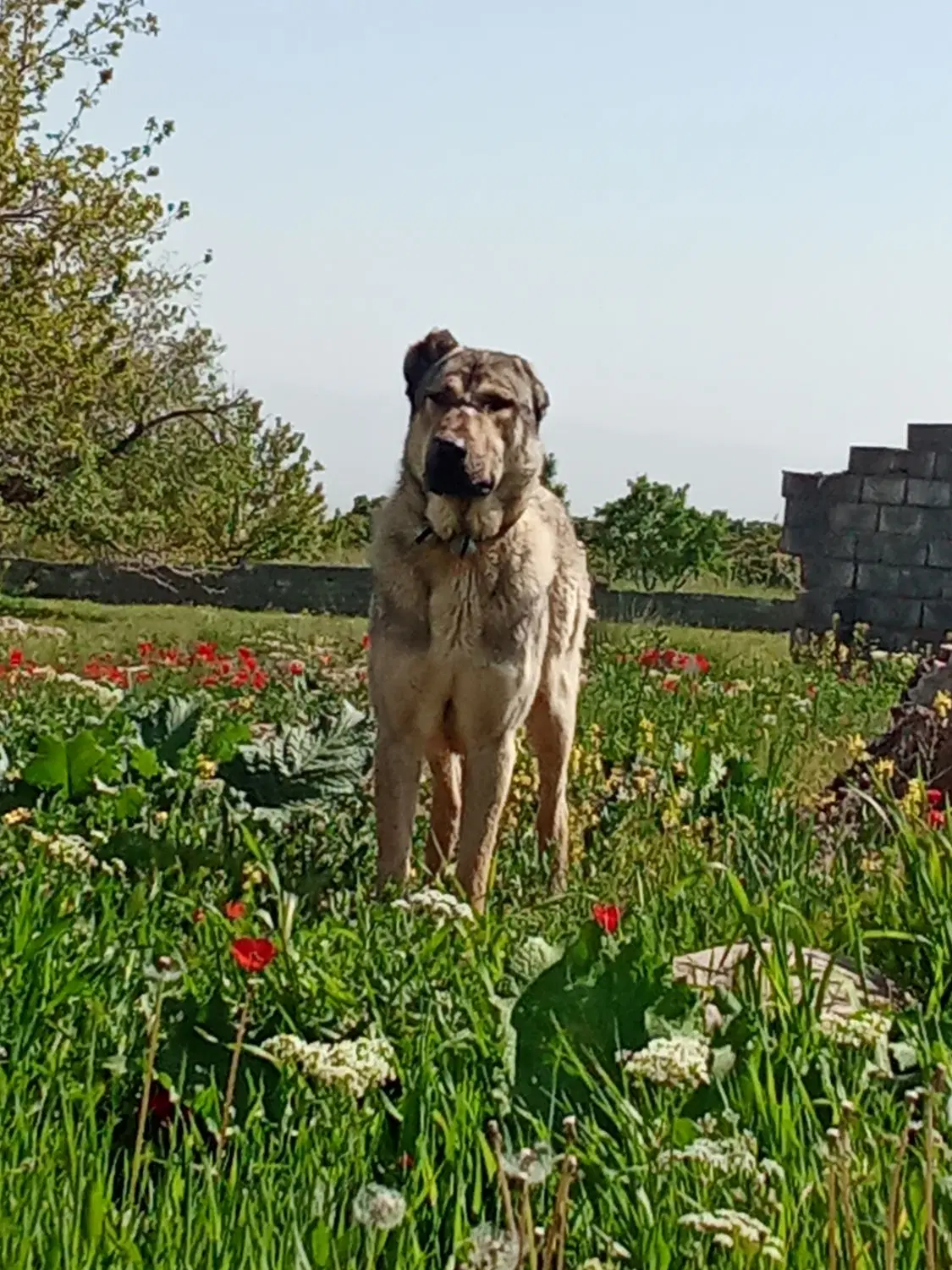 سگ گله ای|سگ|نصر آباد, |دیوار