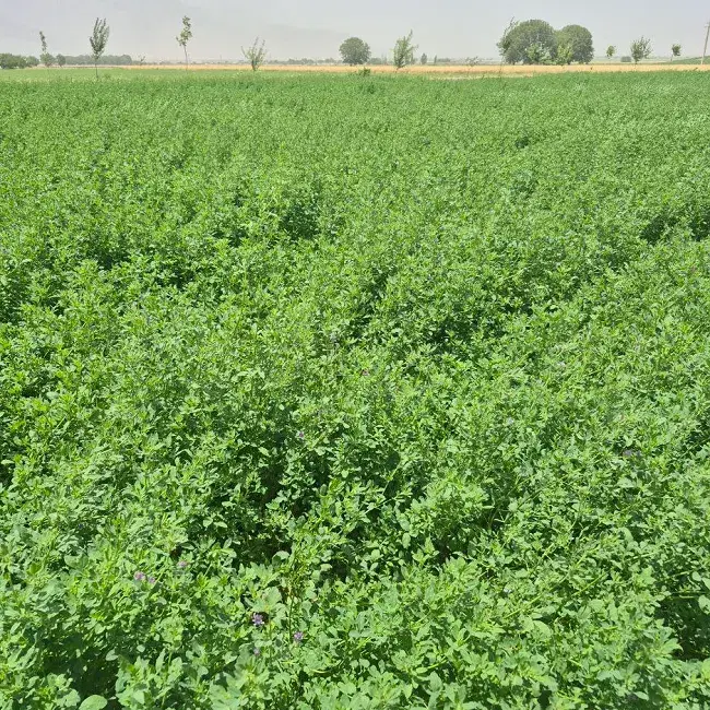 یونجه|خدمات باغبانی و درختکاری|قلعه شاهین, |دیوار