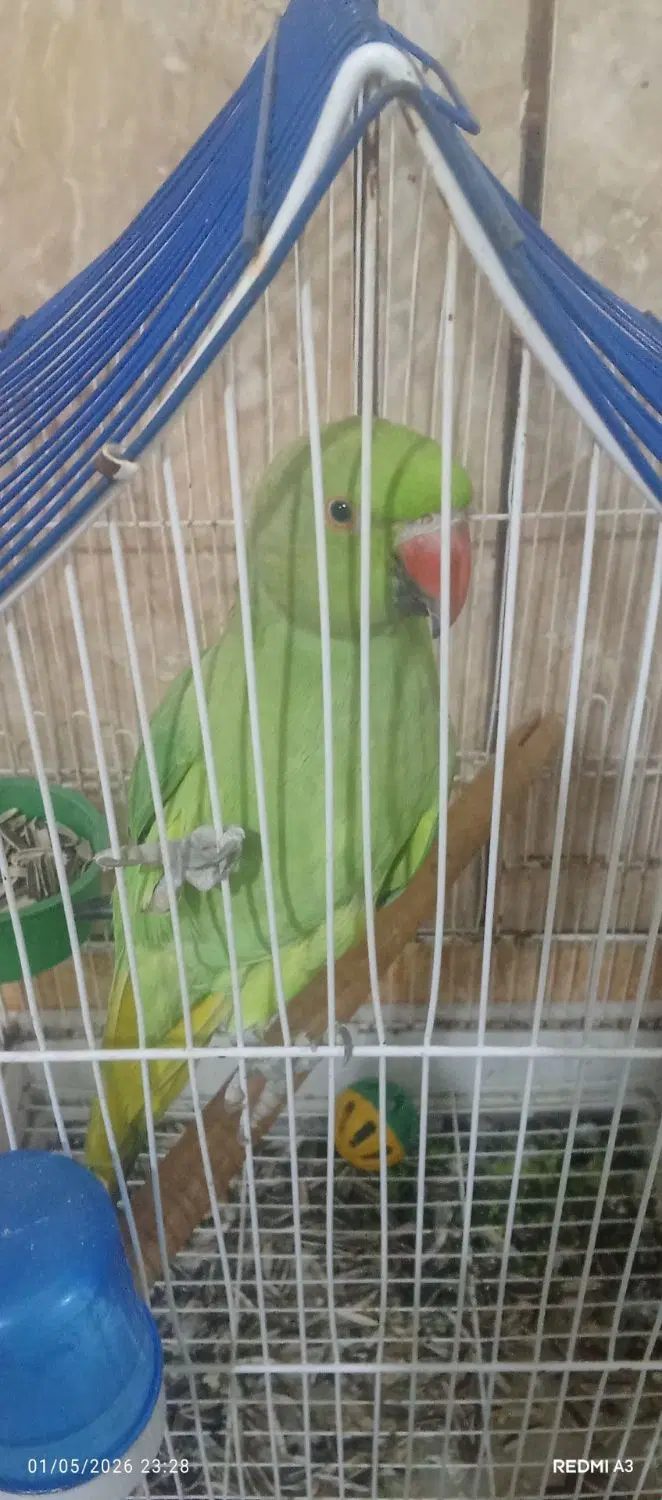 طوطی|پرنده|رامهرمز, |دیوار