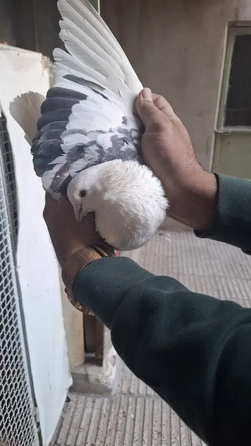 کبوتر|پرنده|تهران, مسعودیه|دیوار