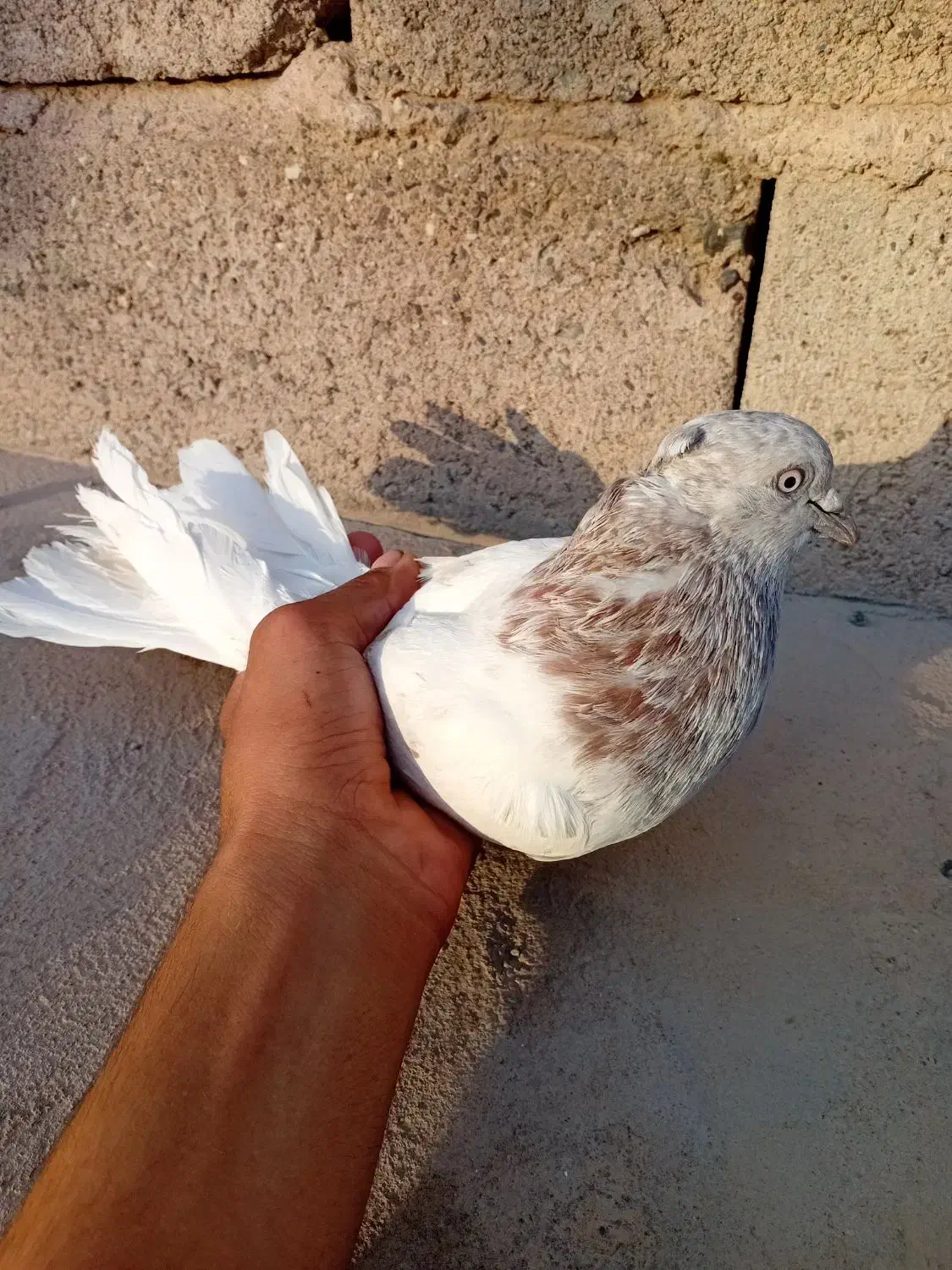 کاه ای.|پرنده|بم, |دیوار