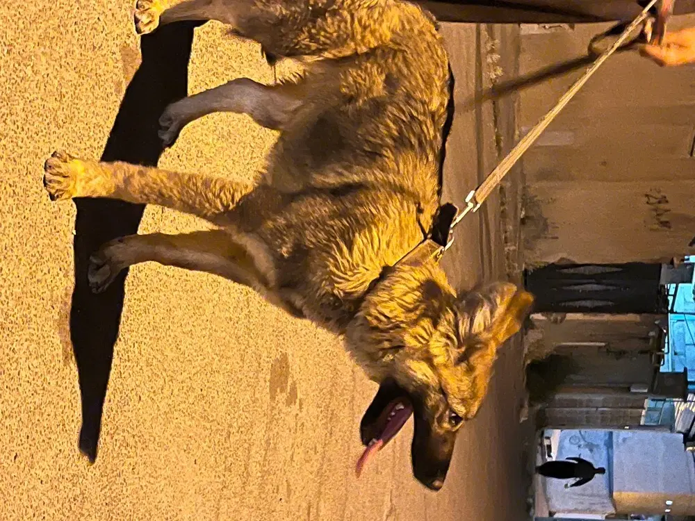 سگ ژرمن|سگ|اسلام‌‌آباد غرب, |دیوار
