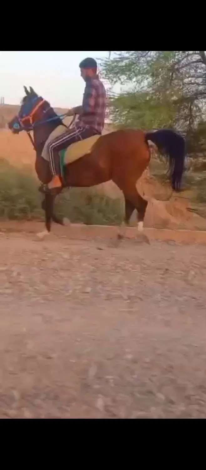 اسب|اسب و تجهیزات اسب‌سواری|کرخه, |دیوار