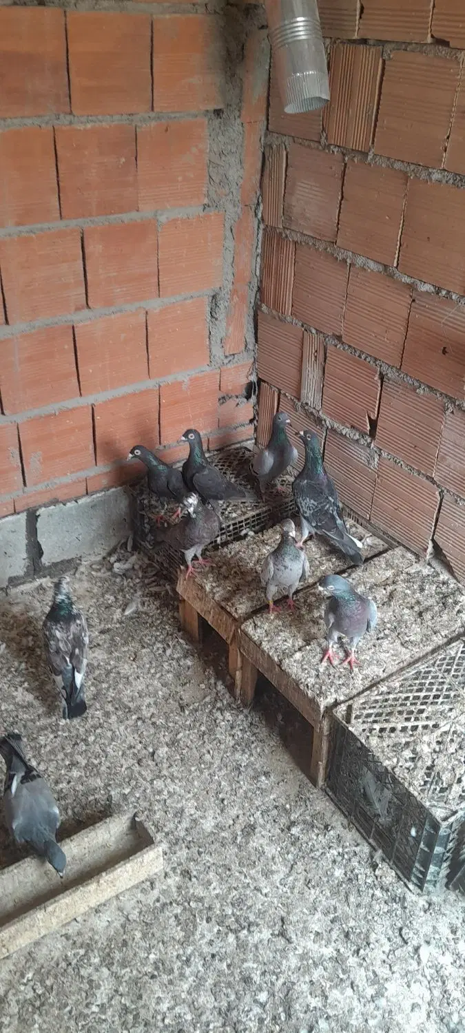 کبوتر|پرنده|گرگان, |دیوار