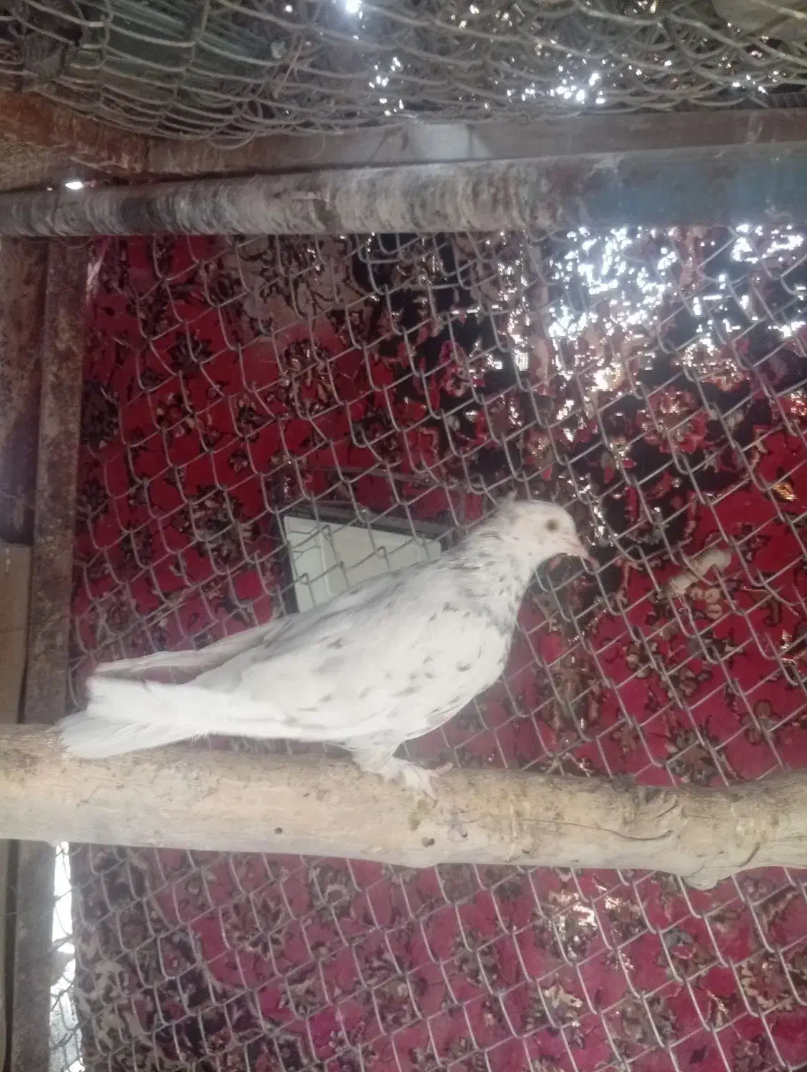 کبوتر|پرنده|زرند, |دیوار