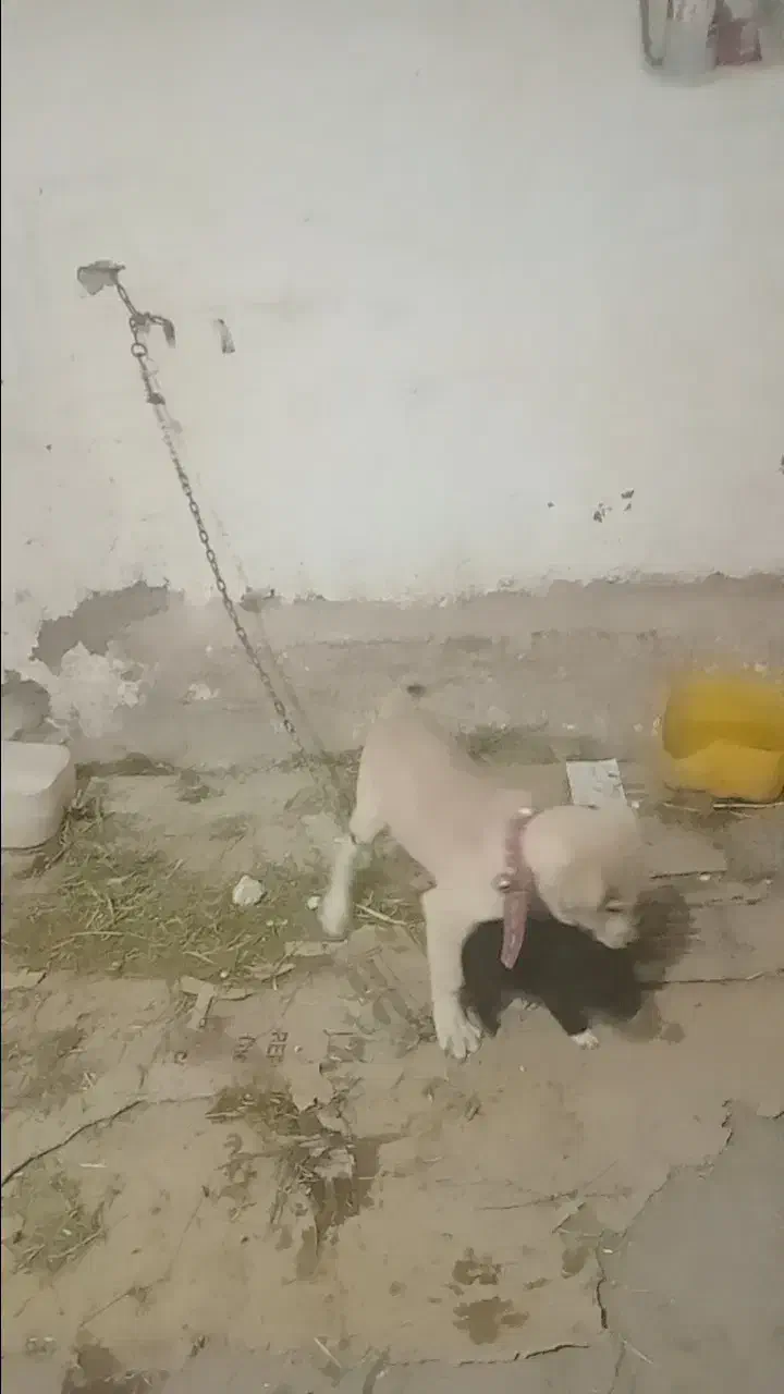 سگ عراقی|سگ|خرمدشت, |دیوار