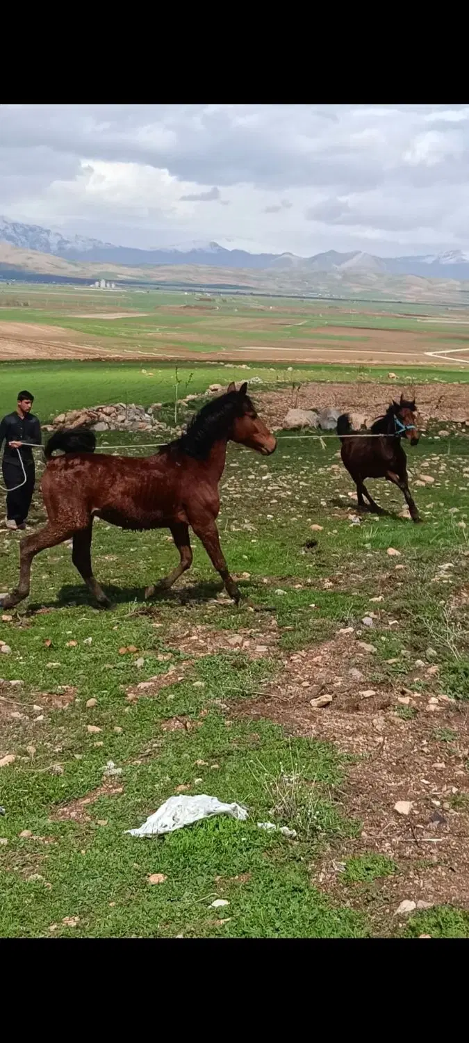اسب|اسب و تجهیزات اسب‌سواری|روانسر, |دیوار