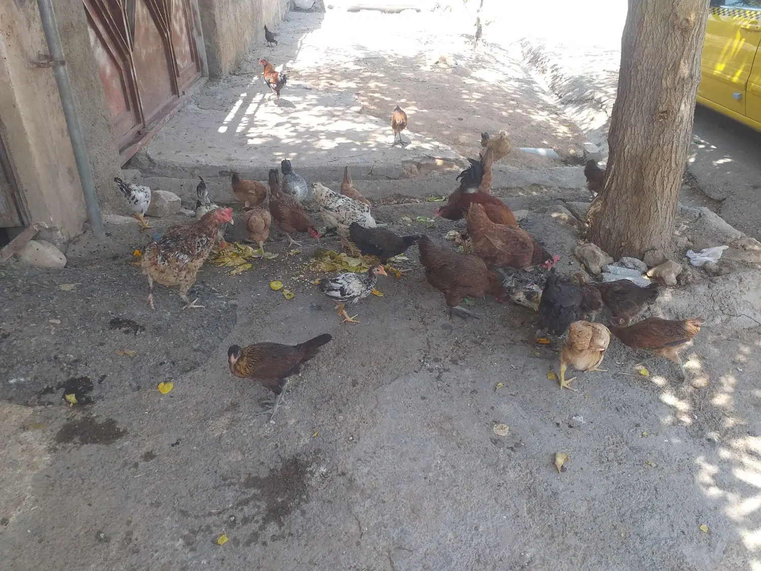 جوجه|حیوانات مزرعه|کارزان, |دیوار