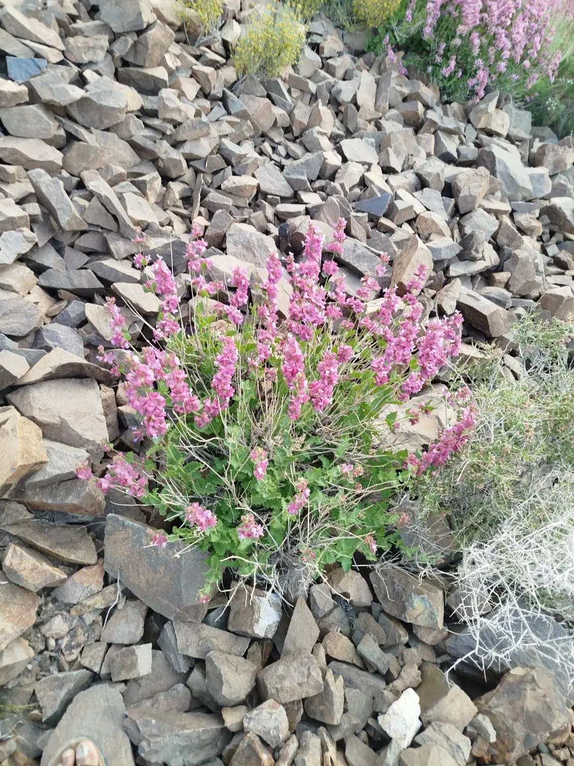 گندم|خوردنی و آشامیدنی|جلگه ماژان, |دیوار
